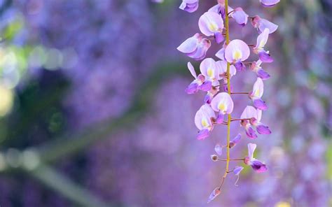 Wisteria Lilac Flowers Nature Hd Desktop Wallpapers 4k Hd