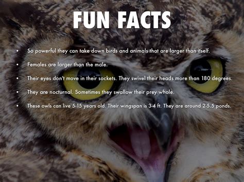 15 Fun Interesting Facts About Owls 2021 Bird Watching Hq In 2021 Owl