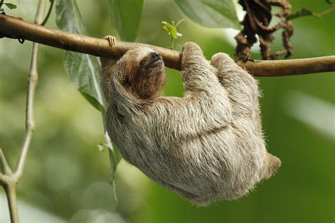 Funny Sloth Wallpapers Wallpapersafari