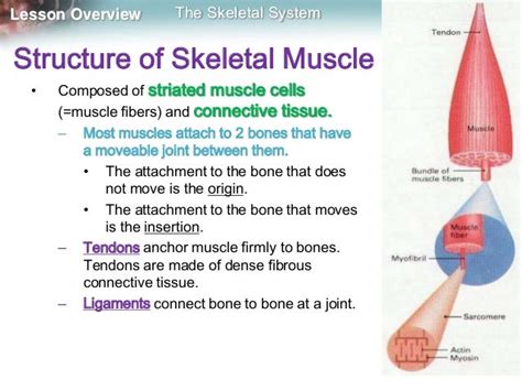 Skeleton Muscles And Movement Mine