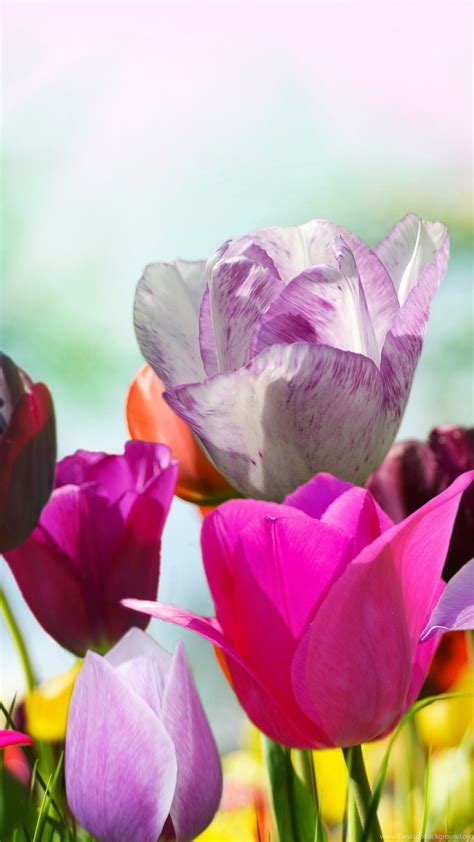 Pink Tulips Wallpaper 68 Images