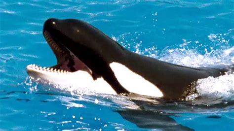 Orca Whales Can Learn Dolphin Sounds Video On