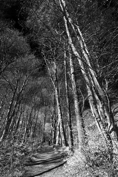 Pin By Kristine On Black And White Trees Black And White Tree Light