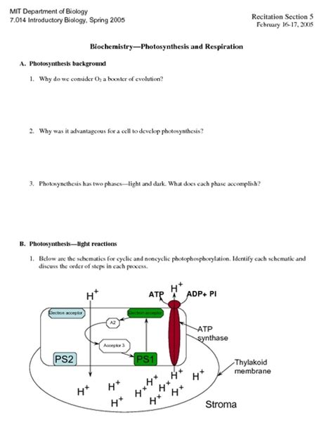Photosynthesis And Respiration Worksheet