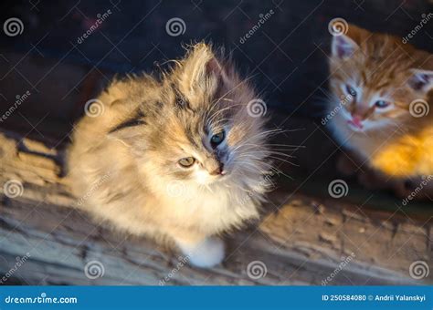 Cute Domestic Cat Kittens Are Warm Up In The Morning Sun Stock Photo