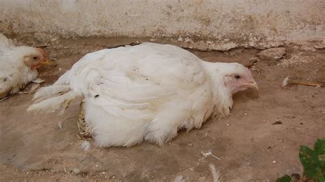 255.256.257.the newcastle disease (nd) is a highly contagious disease in many species of domestic, exotic and wild birds that, depending on its tropism, is 264.the lesions of paramyxovirosis in pigeons are entirely identical. Bindura University claims potential cure for Newcastle ...