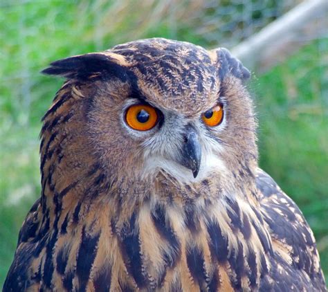 European Eagle Owl Peter Stubbs Flickr