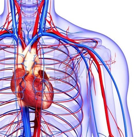 Circulatory System Diagram