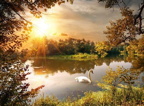 Autumn River Swan Sunrises And Sunsets Scenery Nature Wallpapers