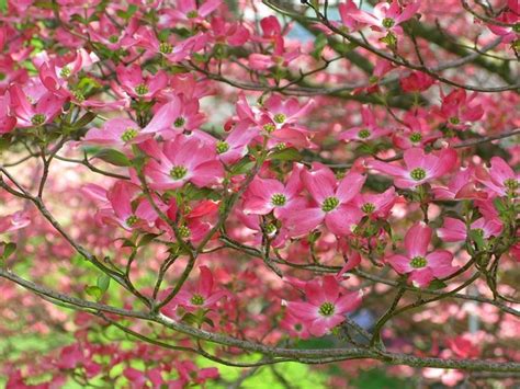 Vert lifestyle albero del fiore sospeso, fiori a cascata e foglie rosse profonde, l'accessorio perfetto per la casa o l'ufficio. Alberi da fiore - Piante da giardino - Alberi da fiore ...
