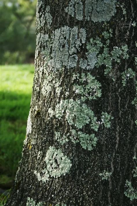 Tree Trunk Tree Bark Fungus Identification A Comprehensive Guide