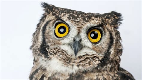 Great Horned Owl Clip Art Library