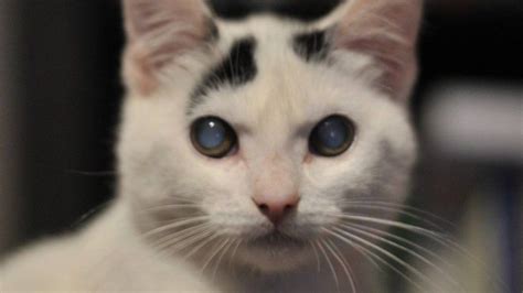 El Gato Tiene Ojo Opaco Las Posibles Enfermedades Y Como Tratarlas