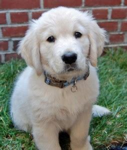 What to expect with a golden retriever puppy. golden retriever puppies sacramento area - Puppy And Pets