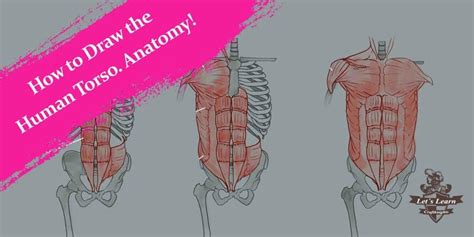 How To Draw The Human Torso Learn Anatomy For Beginners