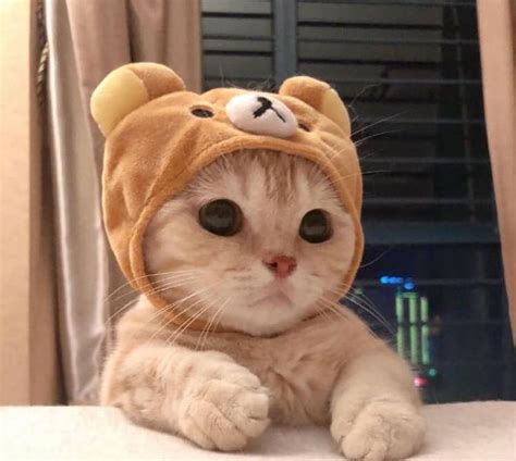 A Cute 😍 Bebek Kedi Komik Hayvan Fotoğrafları Şirin Kedi