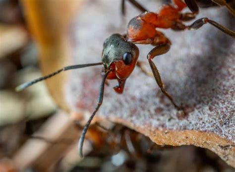 Which Ants Bite Humans Lets Find Out School Of Bugs