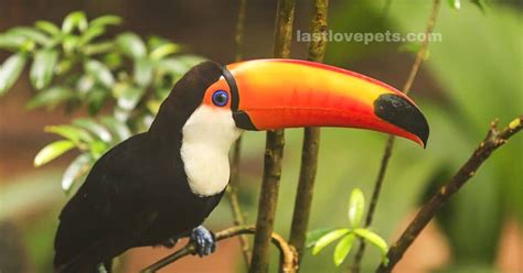 What Is The National Bird Of Brazil Last Love Pets