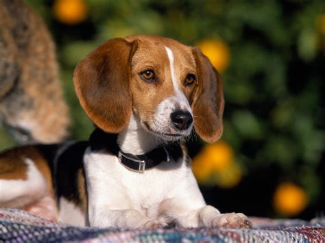 American Foxhound Facts Temperament Training Puppies Pictures