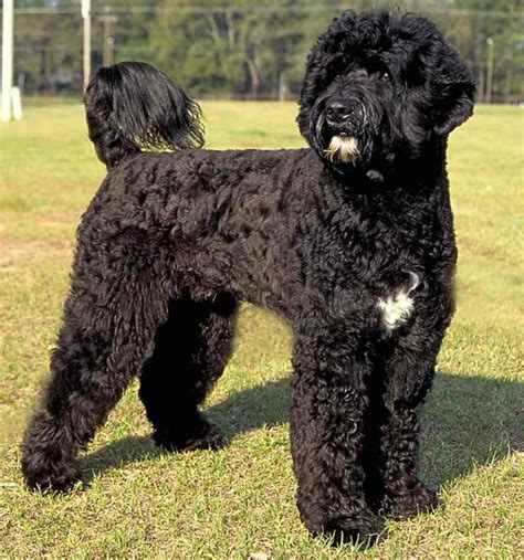 Portuguese Water Dog Pwd Breed Information And Images K9rl