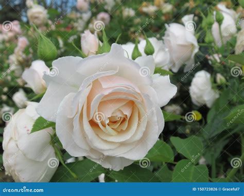Gorgeous Bright White Rose Flowers Blossom In Vancouver Qe Park Garden