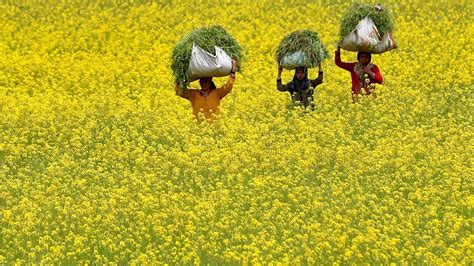 Explained The New Hybrid Variant Of Mustard The Hindu