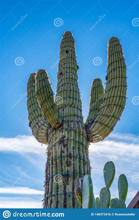 Celebrate the holidays southwest style with this saguaro cactus ceramic christmas tree. Saguaro Cactus With Multicolored Christmas Lights Stock ...