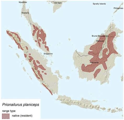 «the flat headed cat is an endangered wild cat found in parts of indonesia. Geographical range of the flat-headed cat according to the ...