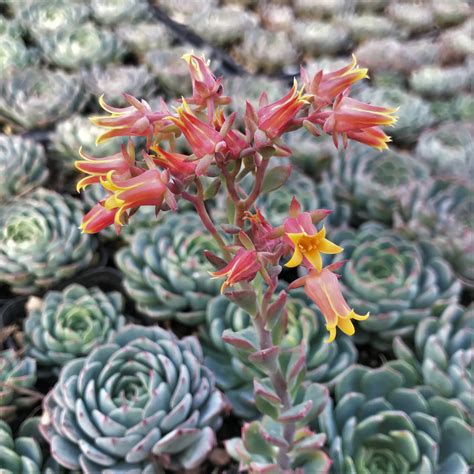 Echeveria Minima 2 Pot Little Prince To Go