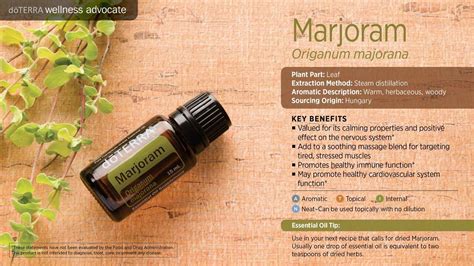 Pin By Laurie Riessland On Oils Marjoram Essential Oil Essential Oil