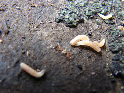 Crime Busting Maggots How Insects Can Be The Key To Unlocking Murder
