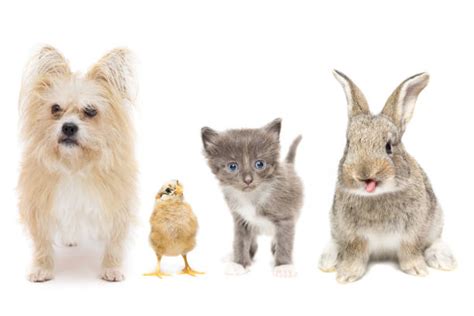 Multiple Pets Stock Photos Pictures And Royalty Free Images Istock