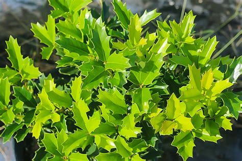 Oak Leaf Holly Trees For Sale Online The Tree Center