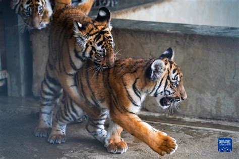 Kunjungi Anak Harimau Comel Sempena Sambutan Tbc