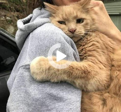 20 Photos Showing True Love Between Humans And Animals Cat Hug Cat