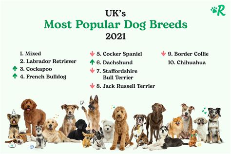 Top Of The Pups Rover Reveals Uks Most Popular Dog Breeds The Dog