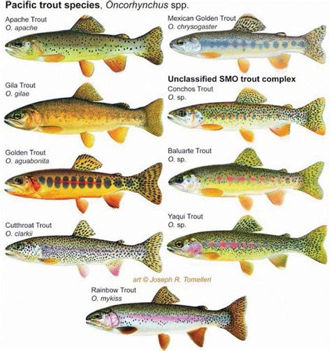 Some Pacific Trout Speciessubspecies Trout Tenkara Cutthroat Trout