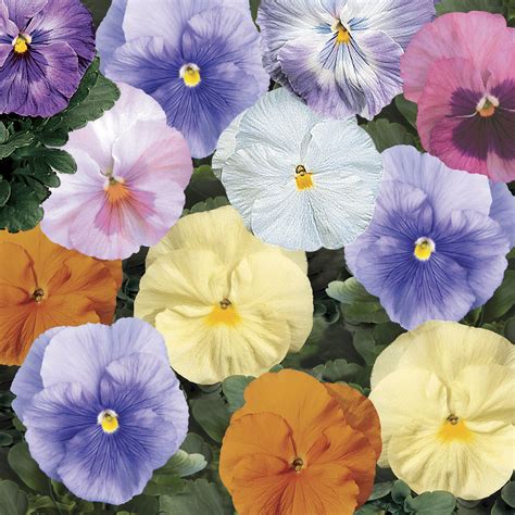Pansy Viola X Wittrockiana Delta Classic Watercolors Mix Lucas