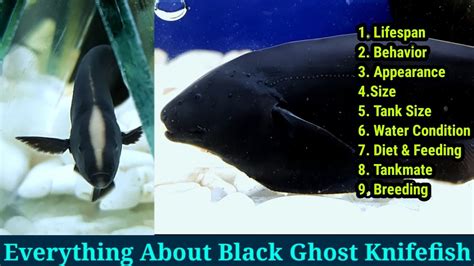 Everything About Black Ghost Knife Fish Youtube