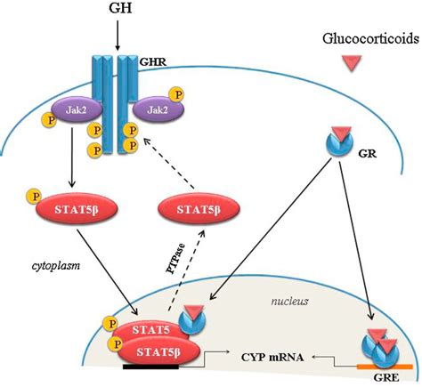 Glucocorticoid Receptor Signaling Pathway