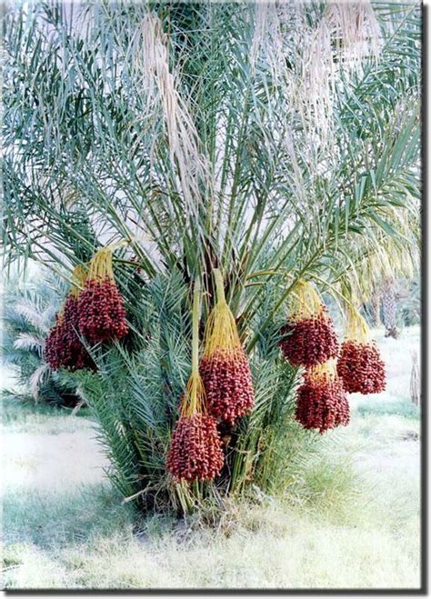 How To Grow Datedate Palm Tree Growing Medjool Datesdatesdate Palm