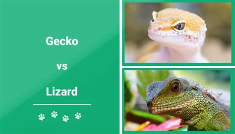 Gecko Vs Lizard Key Differences With Pictures Pet Keen