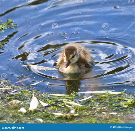 Young Duckling Stock Photo Image Of Duckling Young 49930224