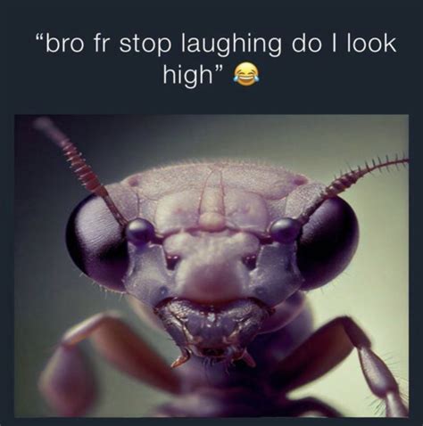 bro fr stop laughing do i look high hood irony know your meme
