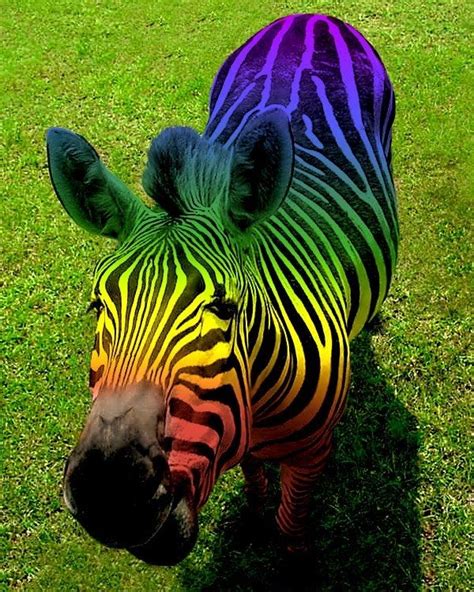 Pin By Yuusuke Yamada On Gods Art Zebra Pictures Rainbow Zebra
