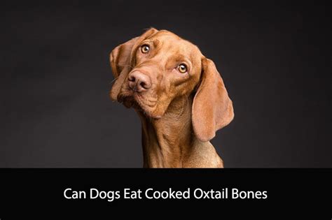 Can Dogs Eat Cooked Oxtail Bones A Veterinarians Perspective