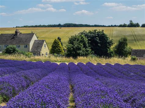 Beautiful Lavender Fields 12 Best Places To See Lavender In The Uk