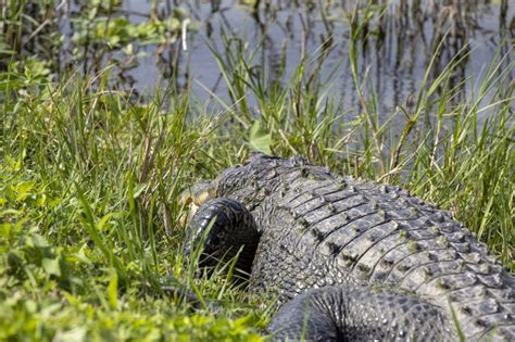 Alligator At Lake Apopka Florida 1 Stock Image Image Of Green