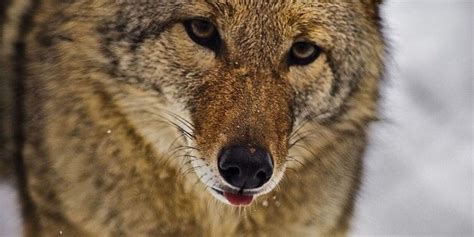 Le Coyote Canada Suisse Save Animals Animals Coyote