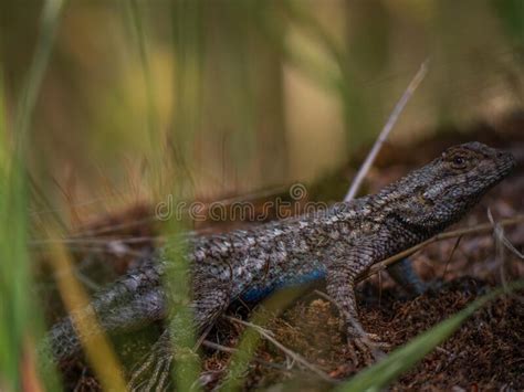 Peering Western Fence Lizard Sceloporus Occidentalis With Blue Belly